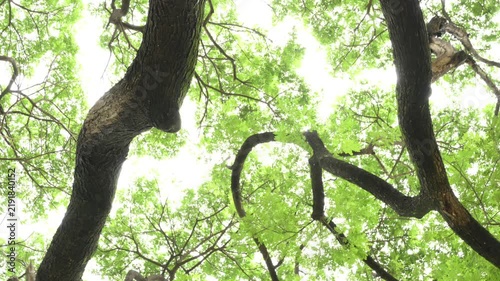 Upward Rotating Camera View Through Forest Tree Canopy and Green Leaves