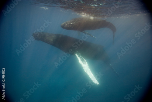 Obraz na płótnie Mother and calf humpback whales near the surface in the Caribbean