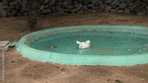 White Swans Resting Together in Zoo Bird Habitat