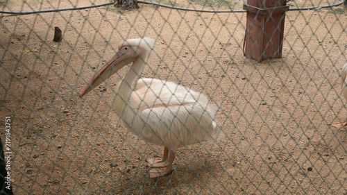 White Swan Standing Alone Inside Zoo Bird Enclosure Close Up