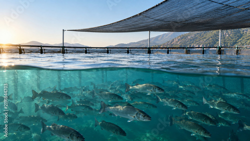 Sea Bass Shelter Below Shaded Offshore Pen