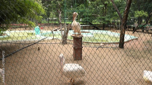 Elegant White Swans Resting in Zoological Park Aviary Enclosure
