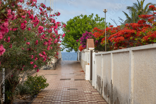 A narrow paved path leads toward the blue ocean, flanked by residential walls and lush, colorful flowering shrubs and trees on Tenerife, Canary Islands, Spain.