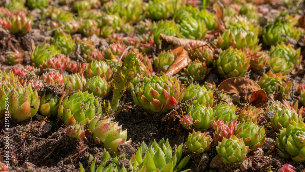 Fototapeta premium Cluster of Houseleek Sempervivum Rosettes Growing in Gritty Soil from Above — Concept: Drought Tolerant Rock Garden Planting, Succulent Ground Cover, Alpine Container Gardening