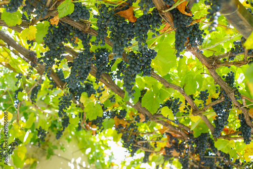 Obraz na plátne Summer grape vine, agriculture food background