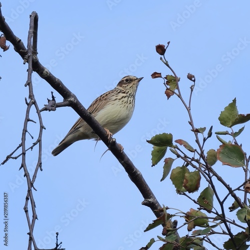 Close up side profile of Tree pipit showing streaked breast and pale eyebrow