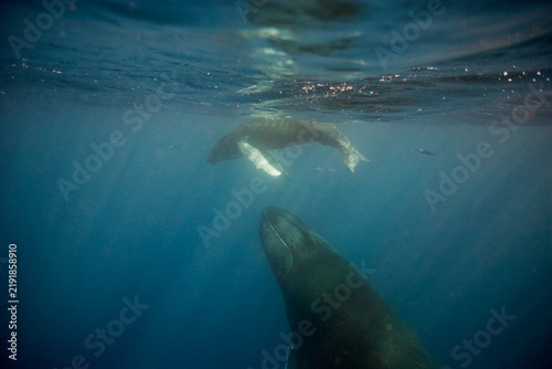 Foto Mother and calf humpback whales near the surface in the Caribbean