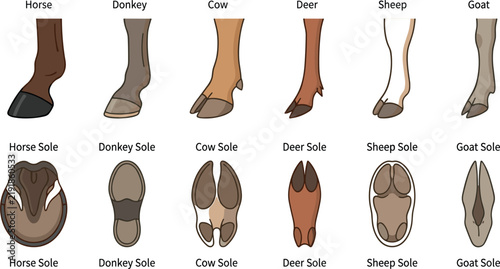 Fotografie Animal Hoof Vector Set with Horse Donkey Cow Deer Sheep and Goat Leg Foot and So