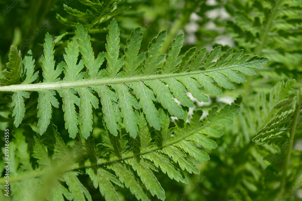 Obraz premium Fern-leaf yarrow leaves - Latin name - Achillea filipendulina