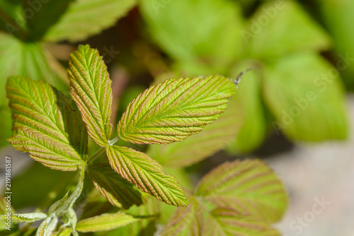 Картината върху платно European red raspberry new leaves - Latin name - Rubus idaeus