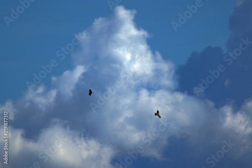Photography birds flying in the sky