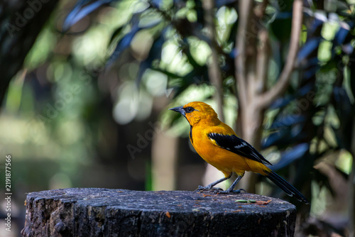 Quadro su tela Yellow oriole perched on a wooden stump