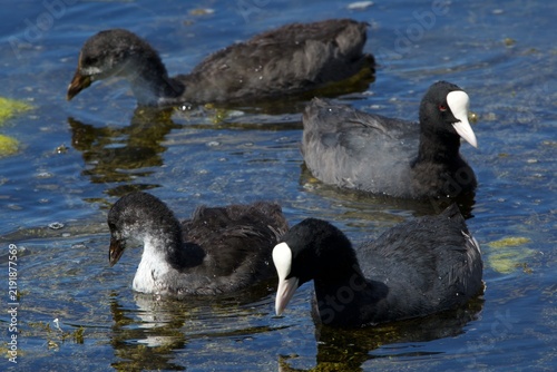 Quadro su tela closeup of a coot family
