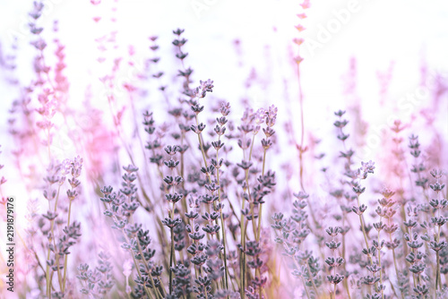 Lavender flower, selective and soft focus on lavender flowers, dreamy lavender field in soft morning light