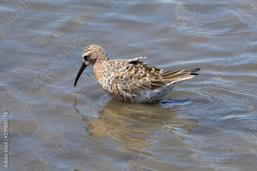 Bécasseau variable
