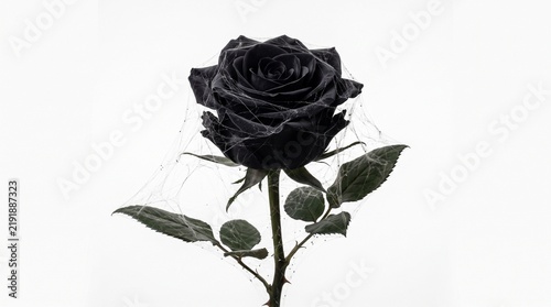 A single black rose covered in delicate spiderwebs against a stark white background