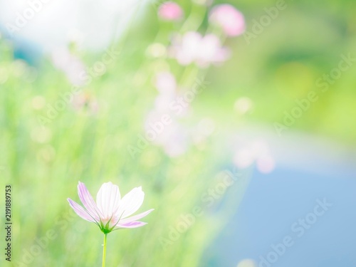 淡いピンクの花。逆光に透き通る花びら。花畑のボケた背景。秋の公園や花壇を彩るコスモスのある風景。自然風景素材。