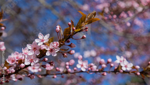 A close-up of a cherry blossom branch loaded with pink blooms against a clear...