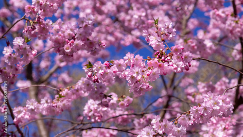 Pink Cherry Blossom Branches in Bloom Against Clear Blue Sky for Spring Scene...