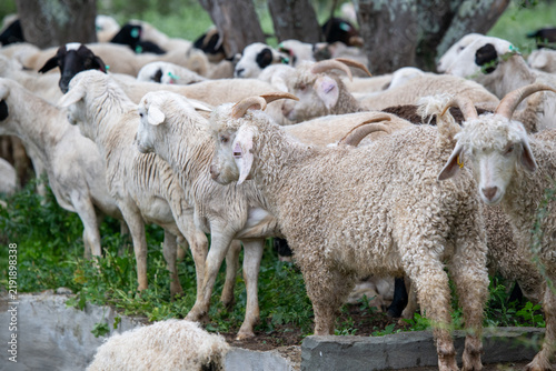 Fotografie Close up shot of flock of angora goats