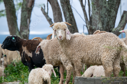 Foto Portrait of angora goat looking at camera