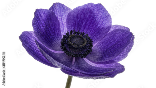 Fotografía Vibrant purple anemone flower with dark center, isolated on transparent backgrou