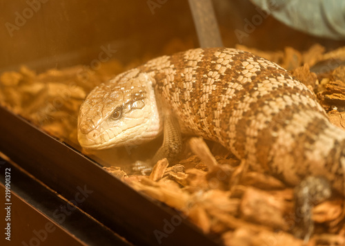 фотографія Blue-Tongued Skink Resting on Woodchip Substrate in Terrarium at Cheyenne Mounta