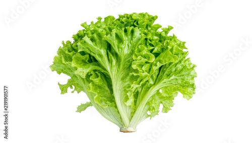 Fresh green lettuce head with ruffled leaves, isolated on transparent background