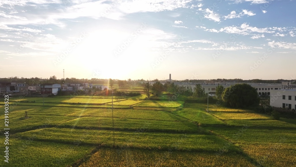 Fototapeta premium green rice fields under morning sunlight
