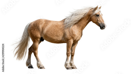 Konstfotografi Palomino horse with flowing blonde mane and tail, isolated on transparent backgr
