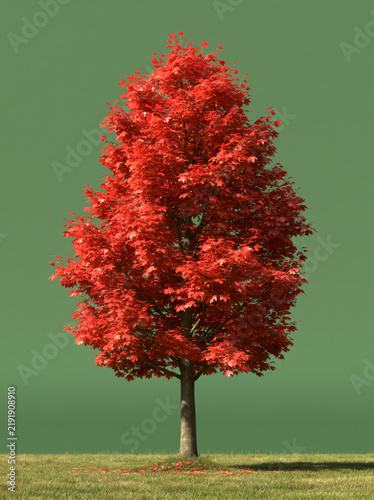 Solitary Maple Tree