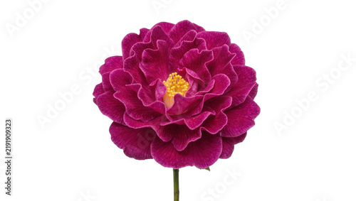 Foto Vibrant magenta camellia flower with ruffled petals and yellow center, isolated