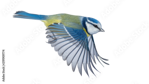Fotografie Blue tit bird with spread wings in flight, isolated on transparent background