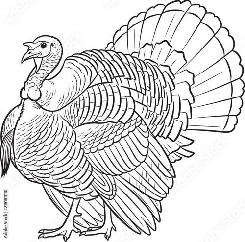 Realistic turkey illustration with detailed feather pattern