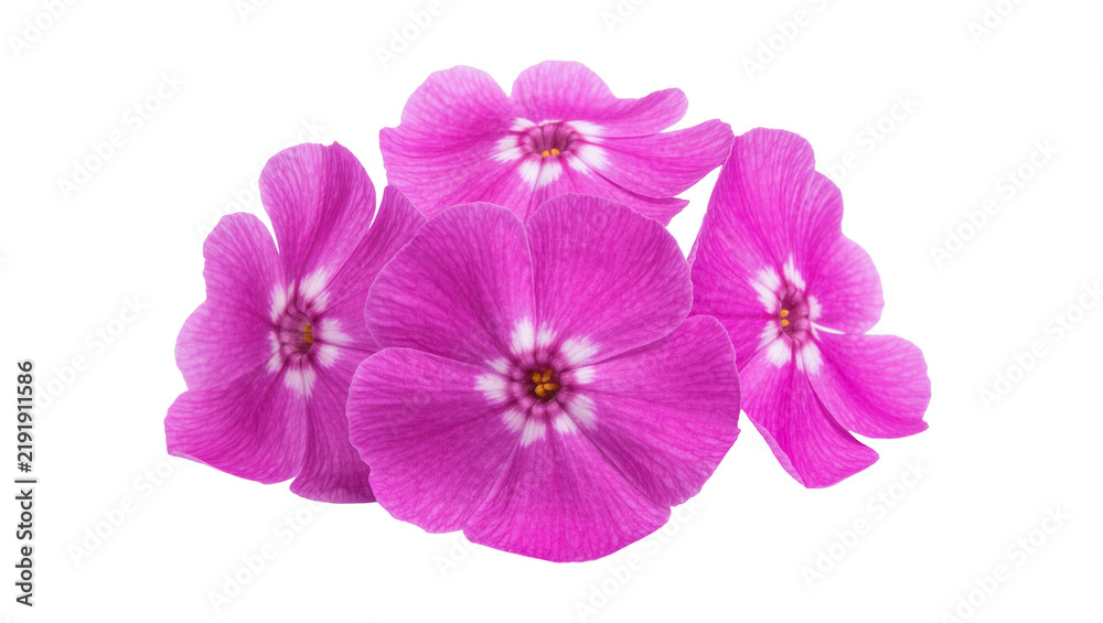 Obraz premium Vibrant pink phlox flowers with white centers, isolated on transparent background