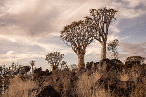 View of quiver trees in a rocky arid landscape with dry grass under a cloudy sunset sky in Namibia.