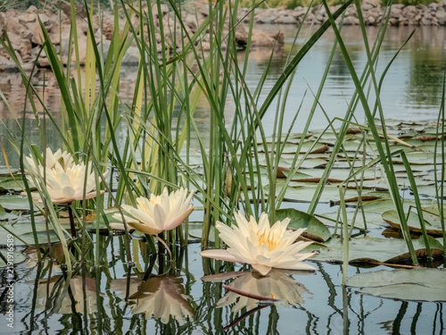 Fotografie water lilies in the pond