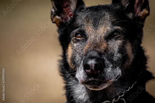 Quadro su tela german shepherd dog