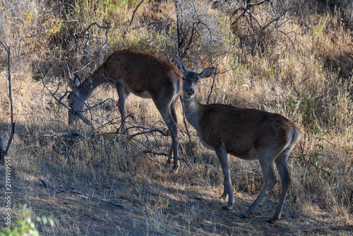 Konstfotografi Two female red deer foraging in the dry scrubland of Monfragüe, Extremadura, Spa