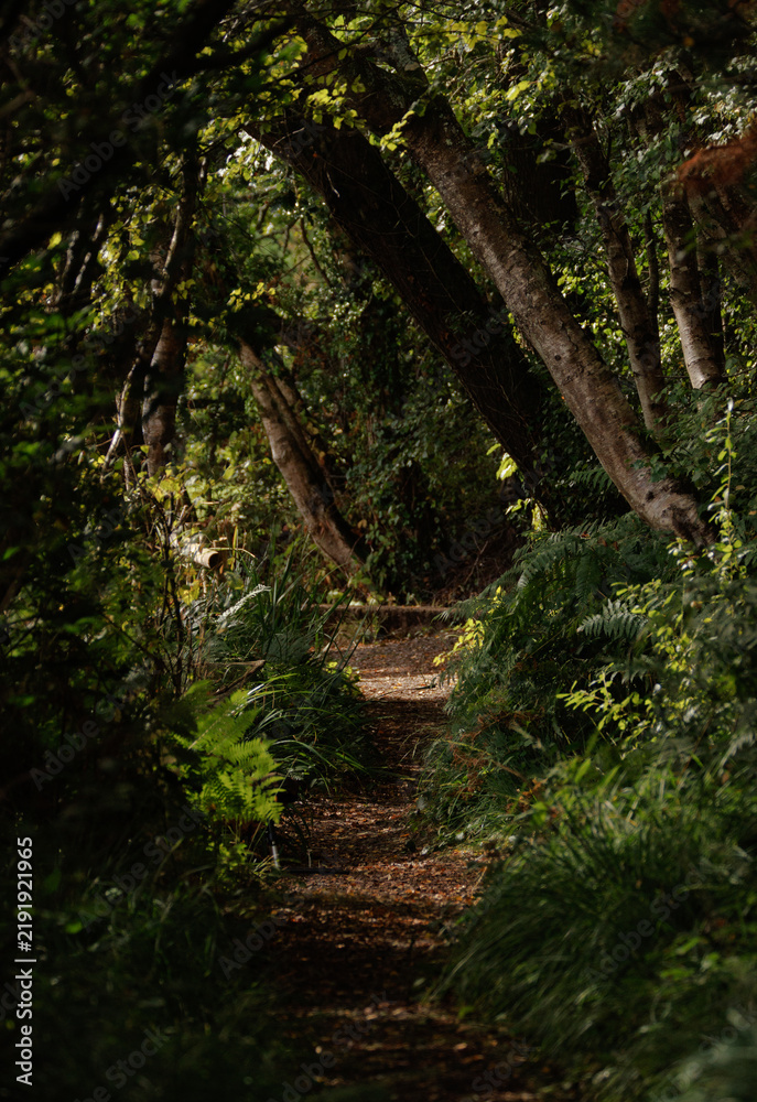 Obraz premium footpath in the forest