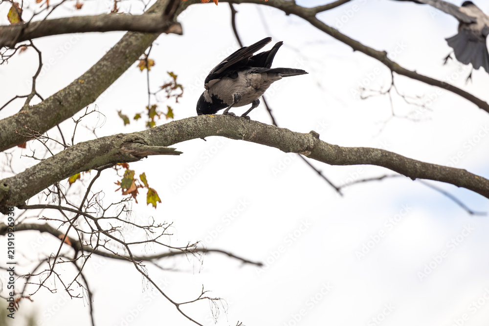 Obraz premium A majestic grey and black Hooded Crow perches on a gnarled lichen-covered oak branch amidst bare twigs and a few dried autumn leaves, bathed in bright overcast natural light