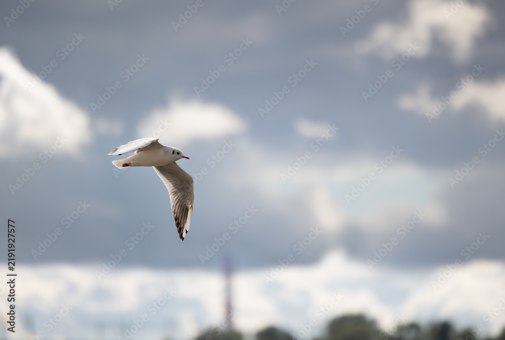 Obraz premium A white common gull with a red beak gracefully glides through an expansive sky under diffused daylight, featuring soft white and grey textured clouds and distant blurred natural elements