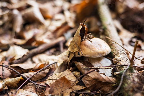 Wild boletus edulis mushroom in the woods, fall foraging concept. Porcini mushroom growing under dry autumn leaves in the forest.
