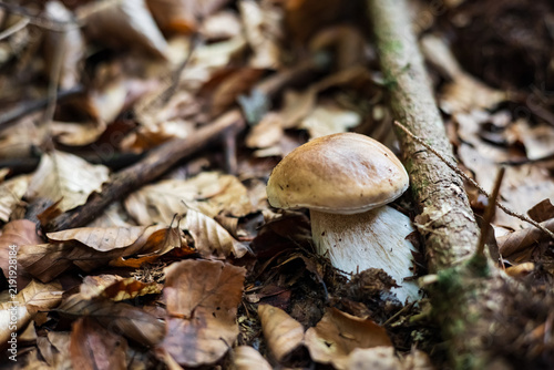 Wild boletus edulis mushroom in the woods, fall foraging concept. Porcini mushroom growing under dry autumn leaves in the forest.