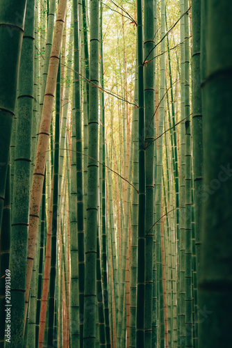 Close view of dense bamboo trunks in the iconic Arashiyama Bamboo Forest in Kyoto, Japan. Natural repeating patterns and soft green tones create a peaceful woodland atmosphere.