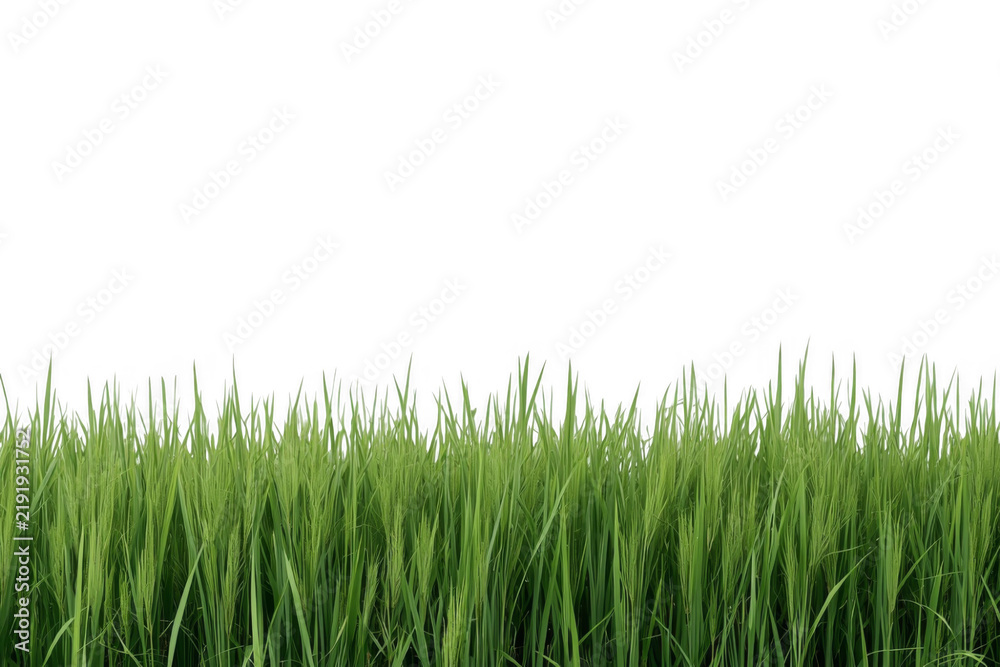 Obraz premium Dense Tall Green Grass Border
