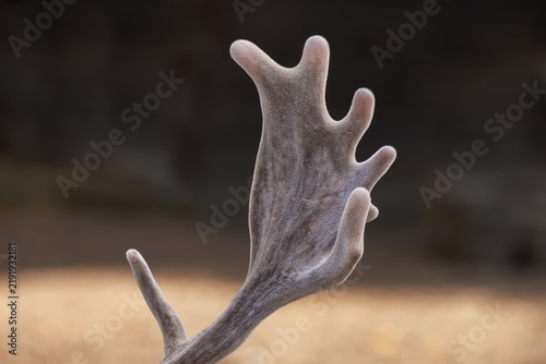 Plakat Damhirsch