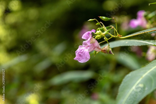 Foto Springkraut