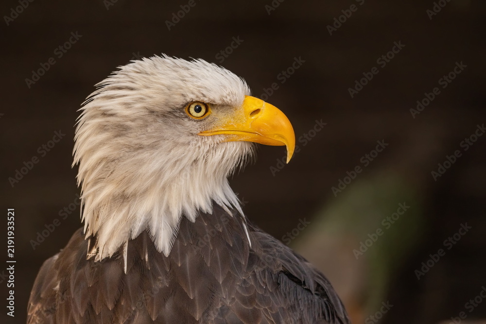 Fototapeta premium Weißkopfseeadler