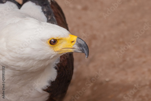 Obraz w ramie Schreiseeadler